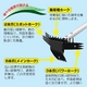 草ヌッキー - 縮小画像4