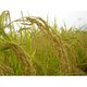 澤田農場のオリジナルブレンド米（三和音）玄米 10ｋｇ（5ｋｇ×2袋） - 縮小画像2