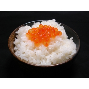 【送料無料】 【お歳暮用　のし付き（名入れ不可）平成22年産】やまもと健康農園の長岡産コシヒカリ白米 20kg（10kg×2袋）