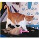 【ペット用品】犬猫うさぎ用　抜け毛取りブラシ Foolee（フーリー） Lサイズ レッド - 縮小画像5