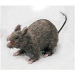 05145 Realistic Rat-attacking リアル アタック ラット