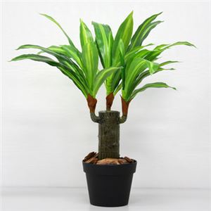 人工観葉植物 ドラセナフレグランス 53cm