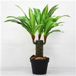 人工観葉植物 ドラセナフレグランス 53cm