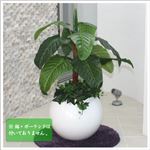 人工観葉植物 クワズイモ 105cm