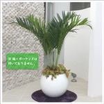 人工観葉植物 アレカヤシ 135cm