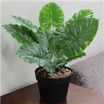 人工観葉植物 ミニクワズイモ 45cm