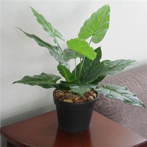 人工観葉植物 ビロードカズラ 45cm