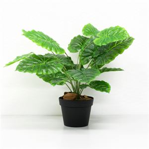 人工観葉植物 ビロードカズラ 60cm