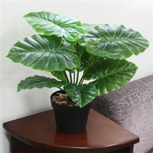 人工観葉植物 クワズイモ 50cm