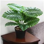 人工観葉植物 クワズイモ 50cm