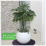 人工観葉植物 ヤツデ 105cm