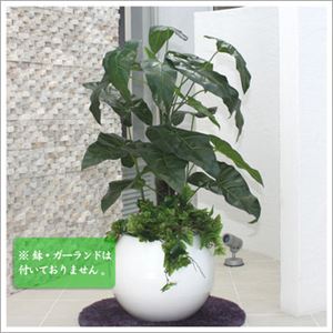 人工観葉植物 ビロードカズラ 105cm