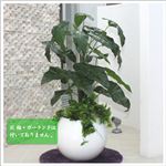 人工観葉植物 ビロードカズラ 105cm