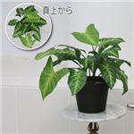 人工観葉植物 クワズイモ 45cm