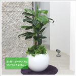 人工観葉植物 ディフェンバキア 110cm