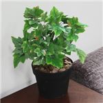 人工観葉植物 グレープリーブス 赤黄斑 45cm
