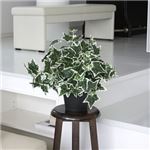 人工観葉植物 アイビー 白斑 50cm