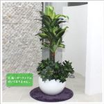 人工観葉植物 ディフェンバキア 110cm