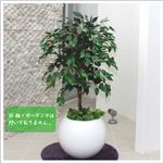 人工観葉植物 ベンジャミン グリーンナターシャ 110cm