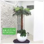 人工観葉植物 ヤシ 140cm／18LVS