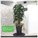 人工観葉植物 ビロードカズラ 145cm