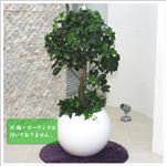 人工観葉植物 カポック ヤドリフカノキ 105cm