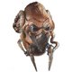 【コスプレ】スターウォーズ プロ・クーンマスク(Plo Koon) - 縮小画像1