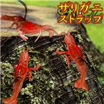究極の質感！ムニュムニュ感が何ともいえない！ザリガニストラップ 10入り 50点 （10×5セット）1袋