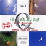 イメージギャップ High Quality Digital Image for Professional Birds 1 MUUS029