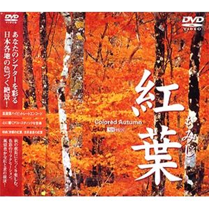 シンフォレスト 紅葉・もみじ SDA37