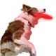ナイトアイズ 犬用ソフトフリスビー NITE DAWG [レッド] - 縮小画像1