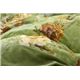 エレガンス こたつ厚掛け布団単品 『シフォン』 グリーン 205×205cm - 縮小画像2