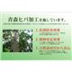 純国産 い草ラグカーペット 『FUBUKI』 グリーン 約191×191cm - 縮小画像4
