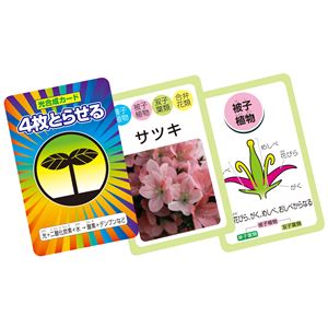 (まとめ)アーテック 植物のなかまカードゲーム 【×15セット】 - 拡大画像