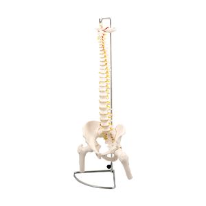 脊柱模型 大腿骨付 商品画像