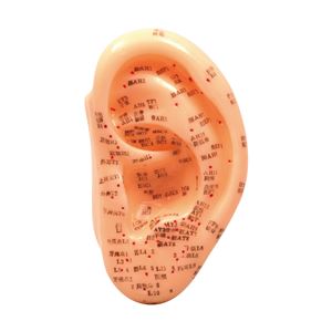 (まとめ)アーテック 耳経穴模型13cm 【×5セット】 - 拡大画像