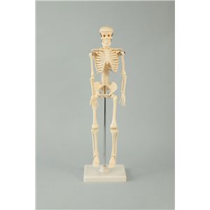 (まとめ)アーテック 人体骨格模型 42cm 【×5セット】 - 拡大画像