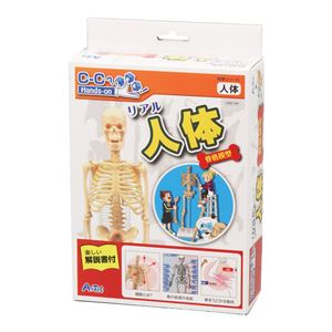 (まとめ)アーテック リアル人体骨格模型 【×5セット】 - 拡大画像