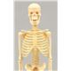 (まとめ)アーテック リアル人体骨格模型 【×5セット】 - 縮小画像2