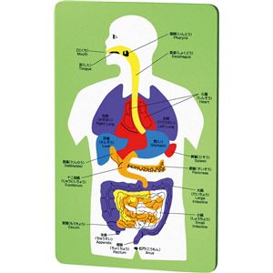 （まとめ）アーテック EVA人体解剖パズル 【×30セット】