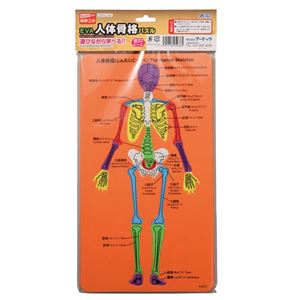 (まとめ)アーテック EVA人体骨格パズル 【×30セット】 商品写真2