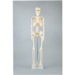 （まとめ）アーテック 人体骨格模型 85cm 【×1セット】