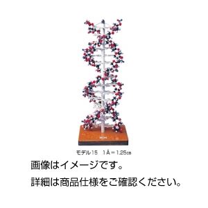 DNAモデル モデル15 - 拡大画像