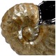 インテリアオーナメント/室内置物 【巻貝型】シェルベースA 陶器/貝殻 L33W23H31.5  - 縮小画像2
