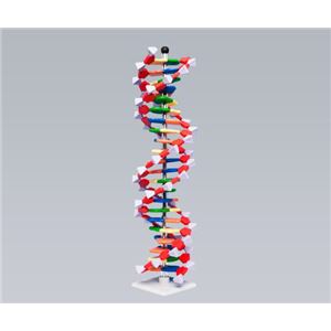 DNAモデルシステムminiDNA22 実験室必需用品、器具その他 - 拡大画像