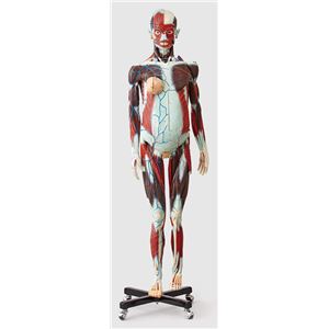 人体解剖模型 【女／等身大100分解】 精密度模型 神経・脈管系表示 カバー付き J-101-1