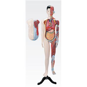 人体解剖模型 【男／137cm・31分解】 J-106-0