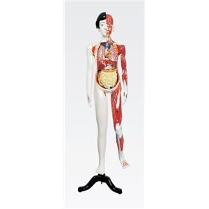 人体解剖模型 【女／137cm・31分解】 J-106-1