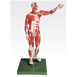 人体解剖模型 【男性／27分解】 塩化ビニール製 台付き J-111-2