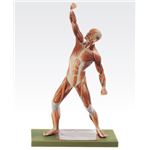 成人男性筋肉模型（人体解剖模型） 1体型モデル J-111-4